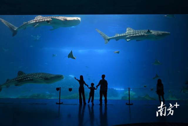 用好橫琴旅游資源稟賦,開發旅游新產品及開發新景區項目。 用好橫琴旅游資源稟賦,開發旅游新產品及開發新景區項目。