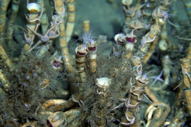 冷泉生態(tài)系統(tǒng)管狀蠕蟲(chóng)群落。圖片來(lái)源：廣州海洋地質(zhì)調(diào)查局