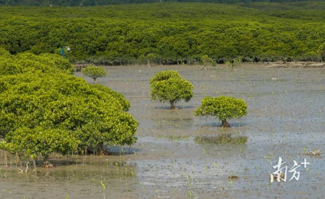 灘涂上的紅樹林