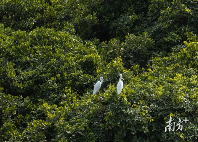 紅樹林上的鳥類 紅樹林上的鳥類