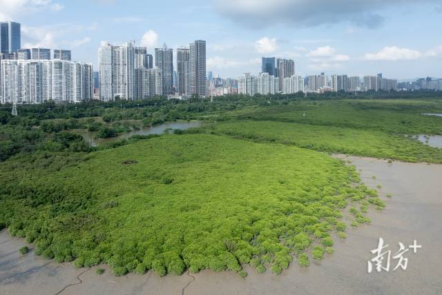 緊挨著城市的一片紅樹林