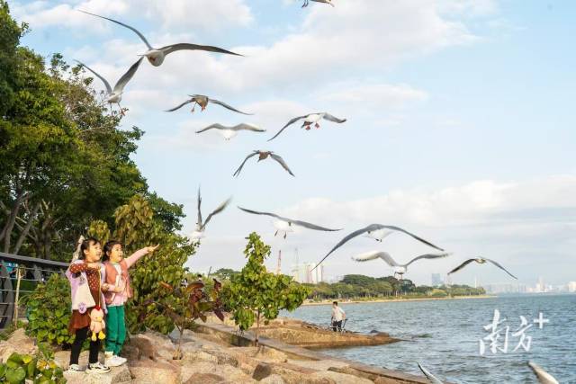 市民在深圳灣觀鳥 市民在深圳灣觀鳥