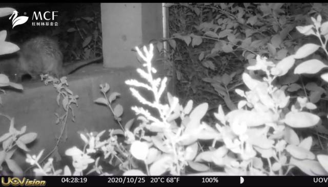 出現在紅外相機里的歐亞水獺 出現在紅外相機里的歐亞水獺