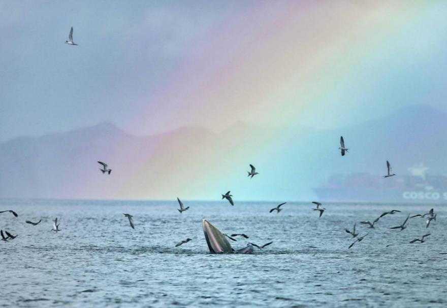 深圳大鵬海域，國家一級保護動物布氏鯨迎著彩虹躍出水面進食。《歡樂干飯》石磊攝　　圖片來源：靈動灣區——生物多樣性攝影展
