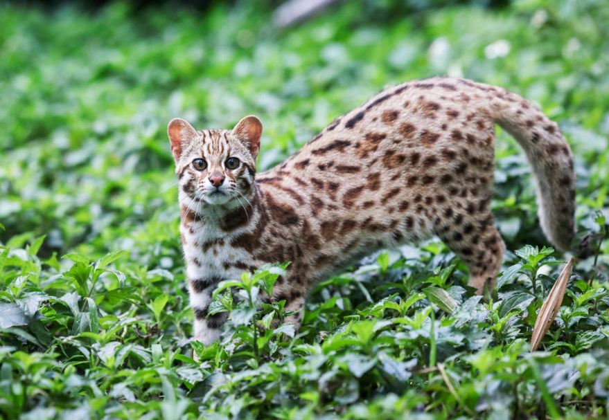 野生豹貓被救助后放歸深圳梧桐山。豹貓，國家二級保護野生動物，也被稱作“錢貓”。《放歸豹貓》朱洪波攝 　　圖片來源：靈動灣區——生物多樣性攝影展