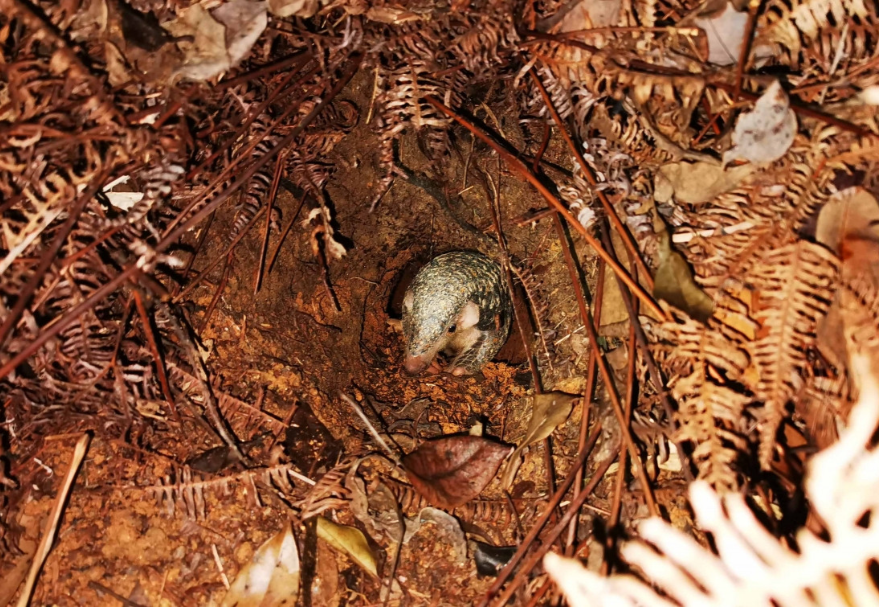 惠州市惠東縣烏禽嶂穿山甲保護地，國家一級保護動物穿山甲寶寶好奇地從洞中探出頭。《探頭》李成攝　　圖片來源：靈動灣區——生物多樣性攝影展