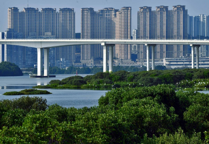 澳門路氹居住區附近的大片紅樹林。《澳門紅樹林》黃明輝(澳門)攝　　圖片來源：靈動灣區——生物多樣性攝影展
