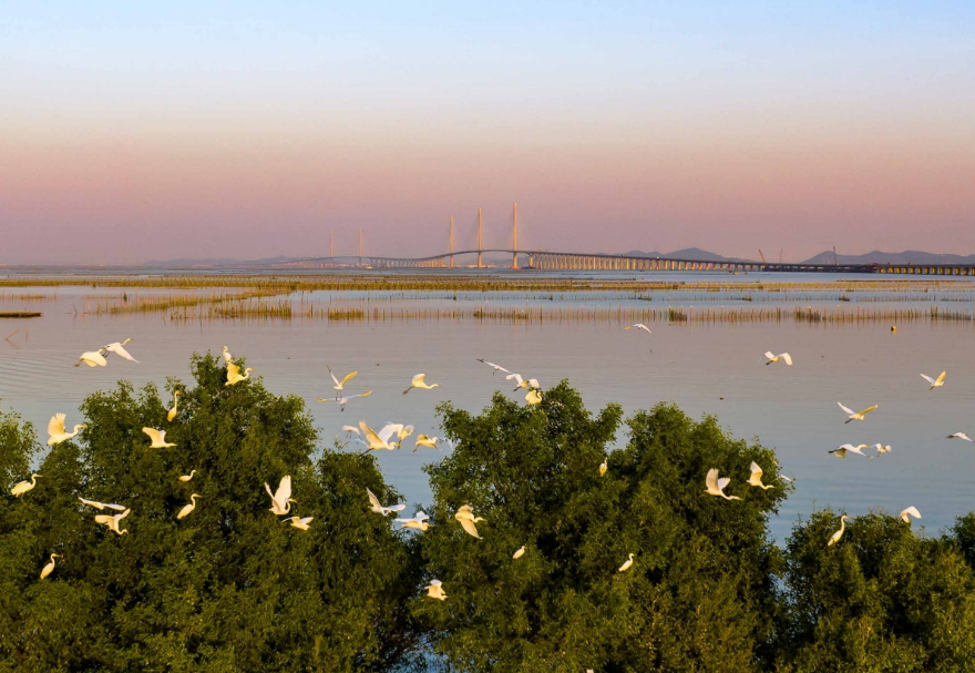 黃茅海跨海通道江門一側，鷺鳥成群結隊在此嬉戲，與遠處的大橋相映成趣。《黃茅海鷺影》石磊攝　　圖片來源：靈動灣區——生物多樣性攝影展