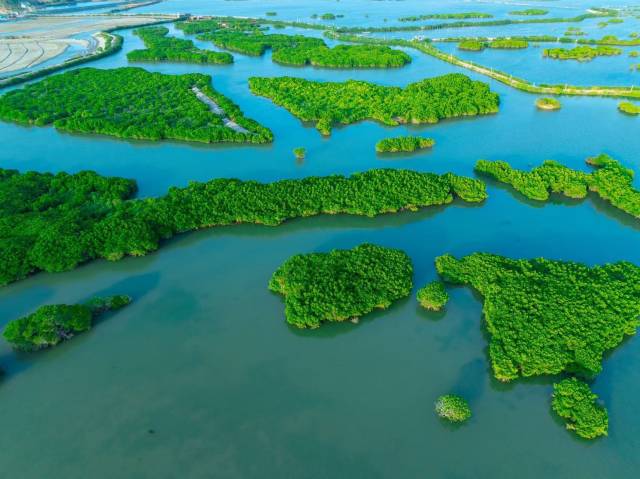 20年來,通過生態保護,湛江紅樹林保護區的鳥類和底棲生物都越來越多,紅樹林面積也逐漸增大。(藍東旭 攝) 20年來,通過生態保護,湛江紅樹林保護區的鳥類和底棲生物都越來越多,紅樹林面積也逐漸增大。(藍東旭 攝)