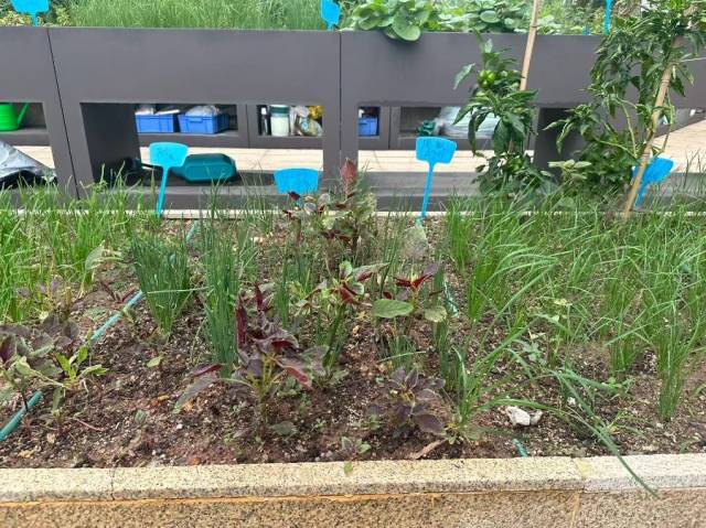 圖:養老機構為老人準備的菜園，攝/李金萍